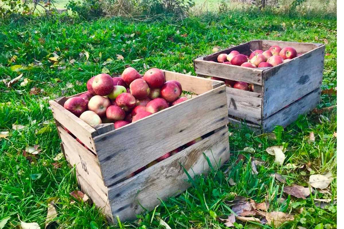 Apples in crate