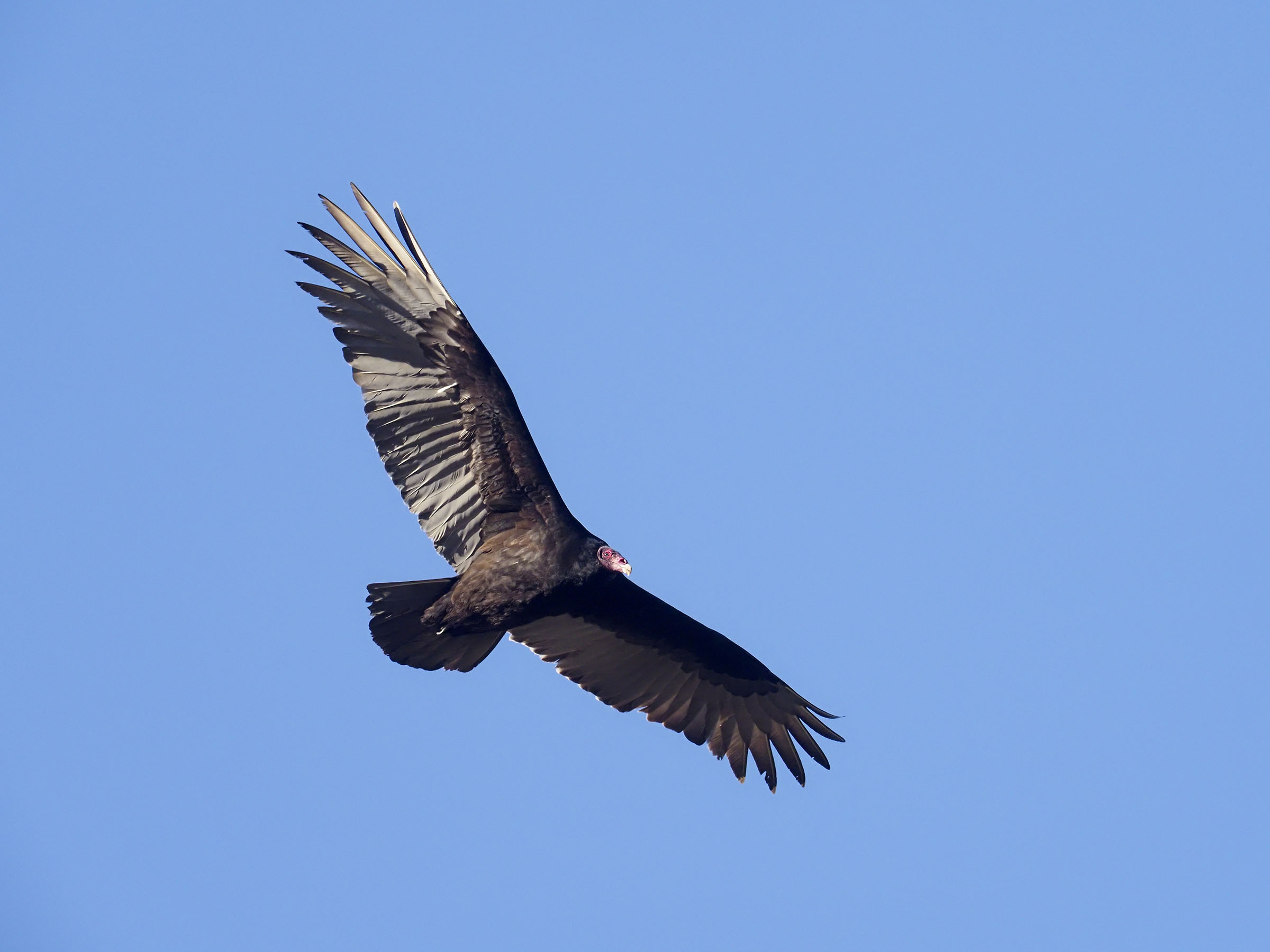 Turkey vulture, Cathartes aura,  Single bird in flight, Baja California, Mexico, January 2020
