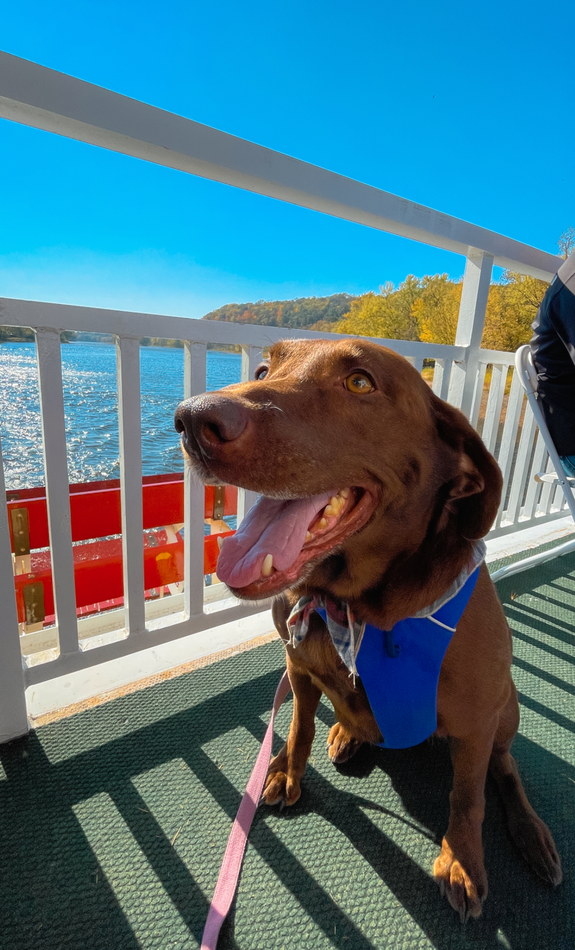 Dog Friendly Boat Tour